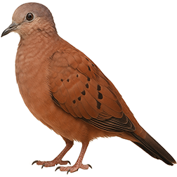 Ruddy Ground Dove